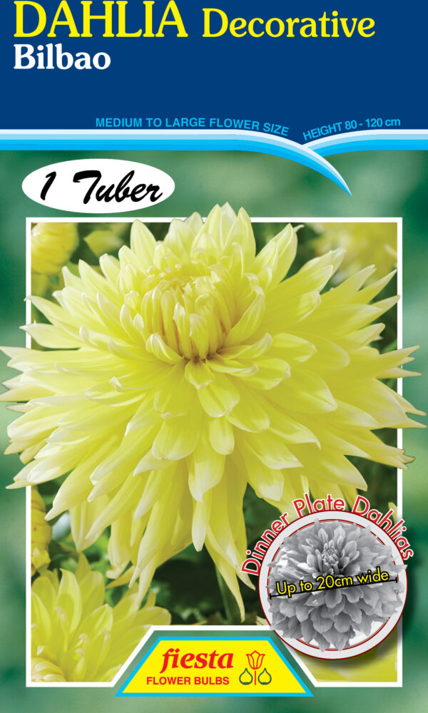 Dahlia - Bilbao 1pk