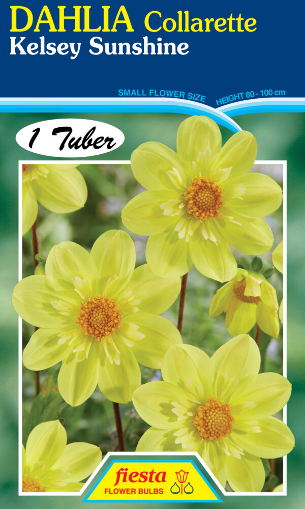 Dahlia - Kelsey Sunshine 1pk