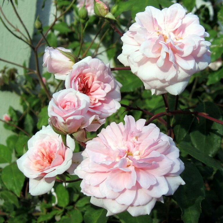 Rose Climber Cecile Brunner - Springvale Garden Centre