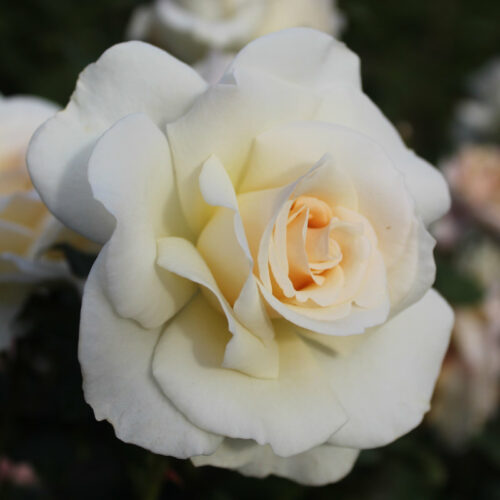 Rose Std 800 'French Lace' - Springvale Garden Centre