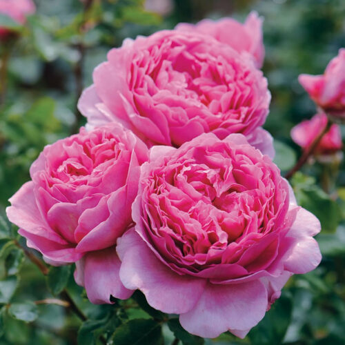 Rose Bush 'princess Alexandra Of Kent' - Springvale Garden Centre