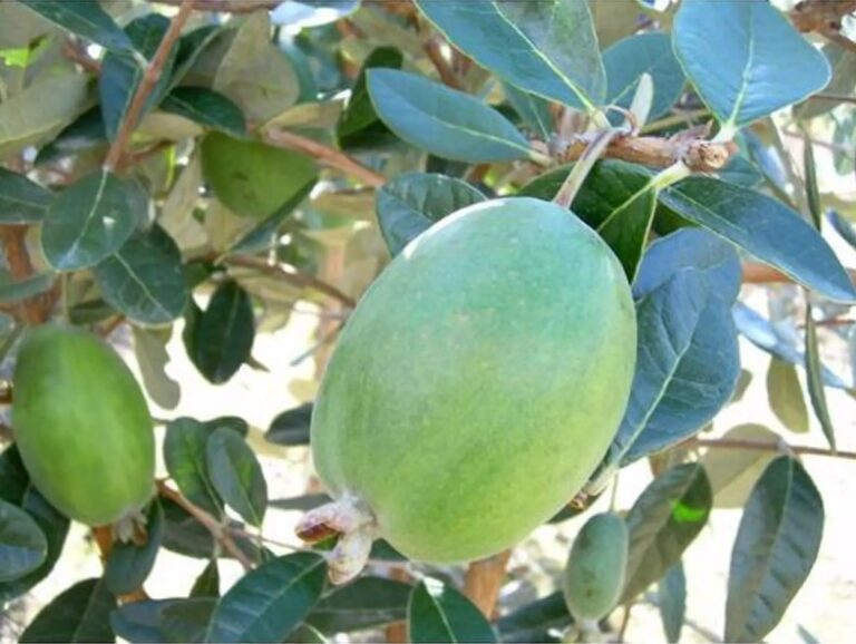 Feijoa Anatoki* - Springvale Garden Centre