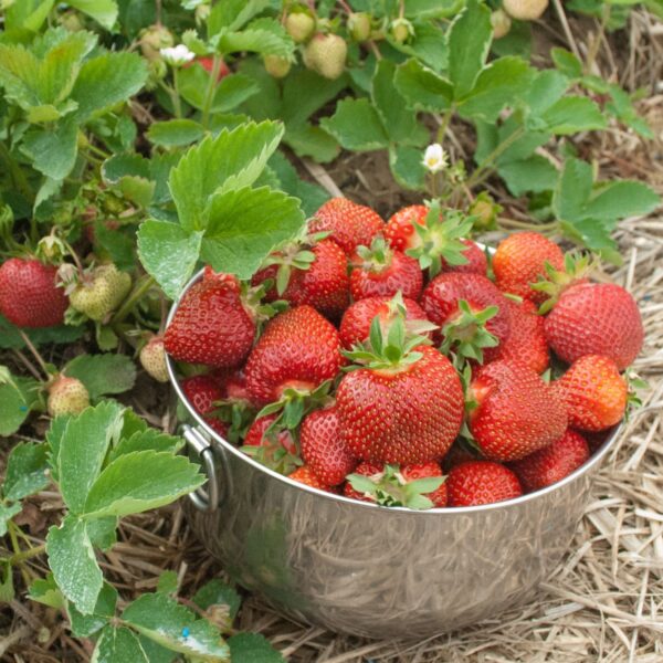 Strawberry Camarosa 25 Bundle