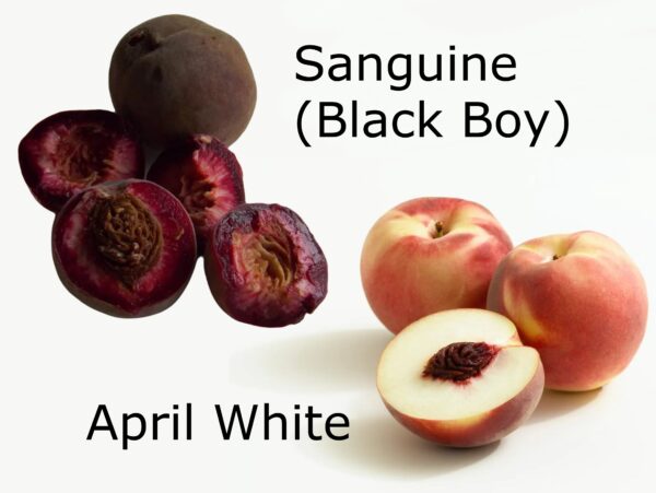 Dual Peach Sanguine/April White