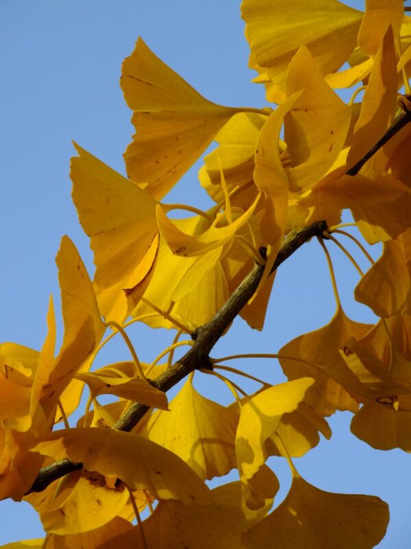 Ginkgo 'Little Weeper'