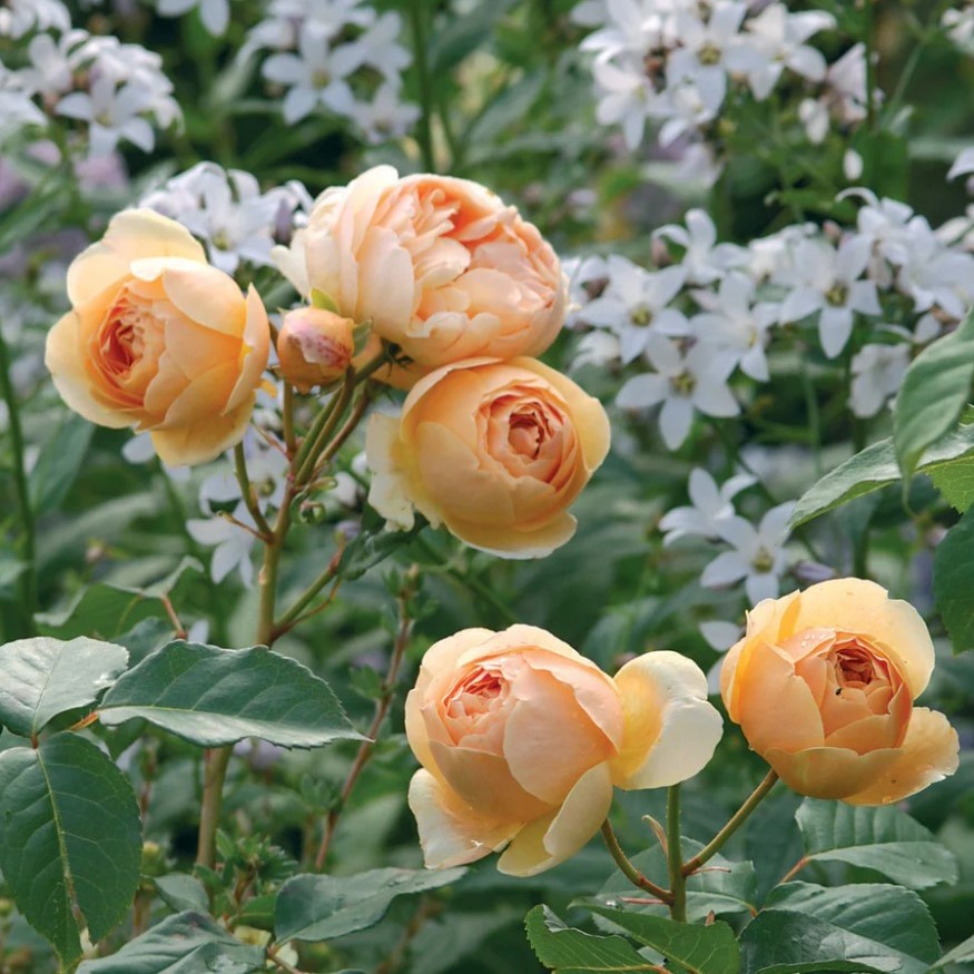 Rose Bush 'Jude the Obscure'