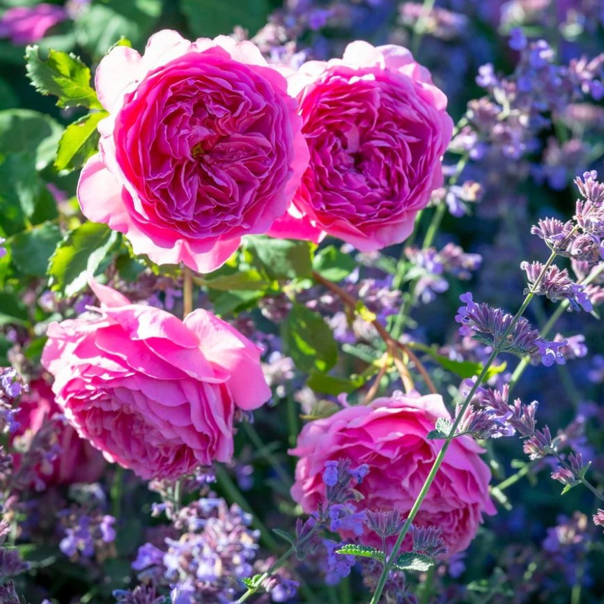 Rose Bush 'Princess Alexandra of Kent'