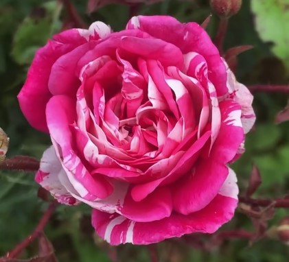 Rose Climber Stardust