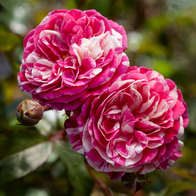 Rose Climber Stardust