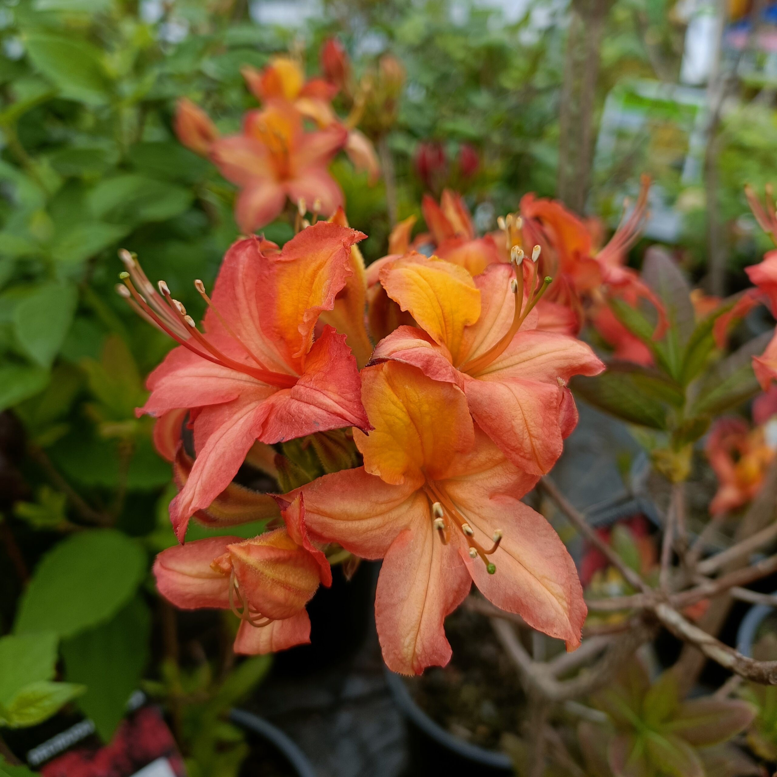 Azalea dec Klondyke