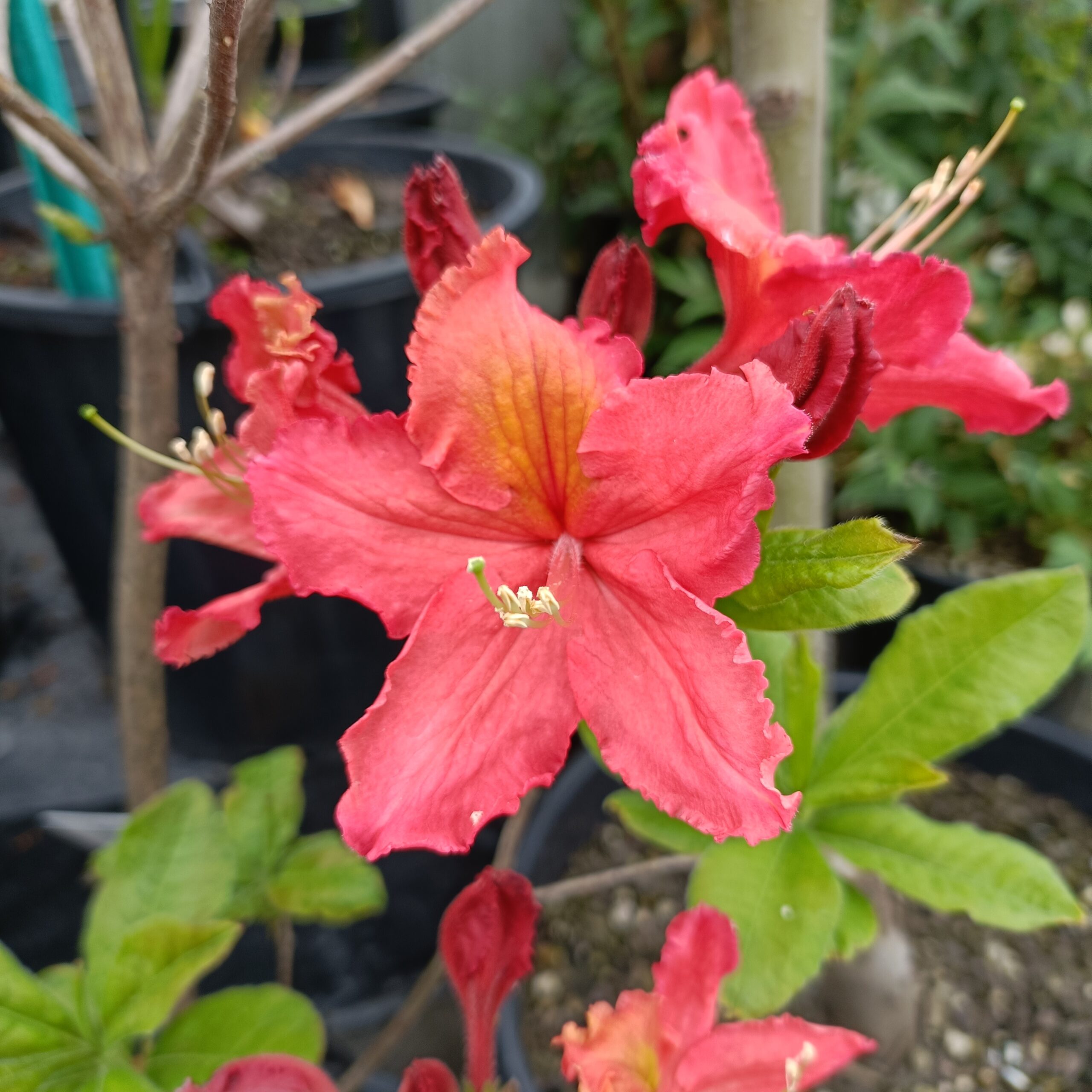 Azalea dec Melford Flame